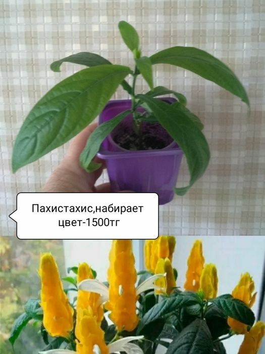 Продам комнатные цветы