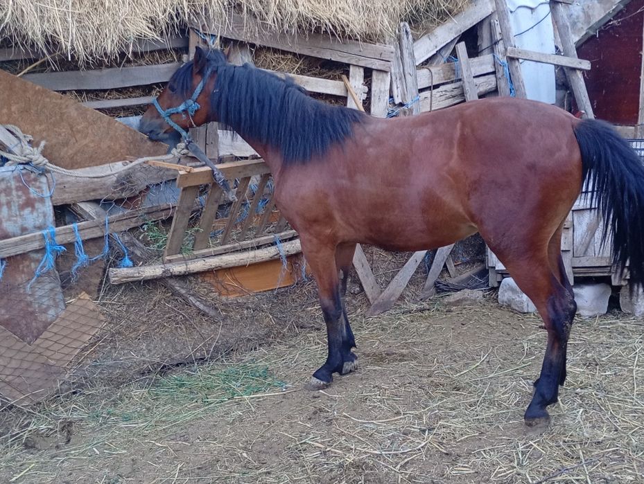Vând noatină de 1 an și 3 luni