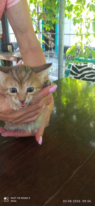 Отдам котят бесплатно