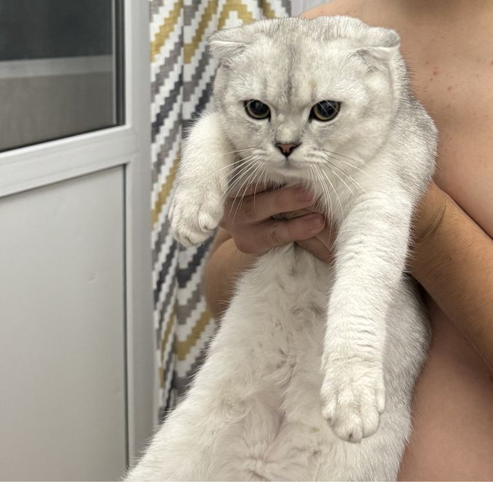 Продам кота шотланца