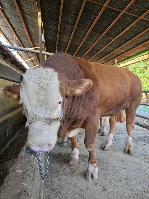 Simmental buqa s