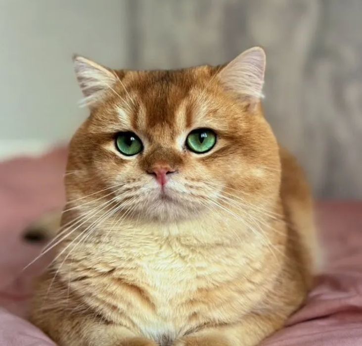 Котик шиншилла ny 12