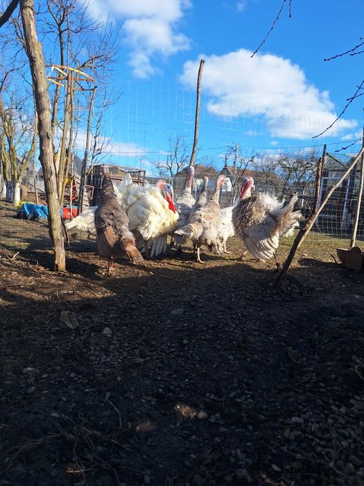 Curci și curcani de casă