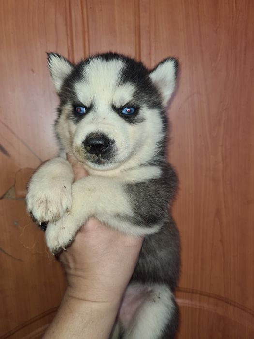 Продам щенков сибирской хаски.
