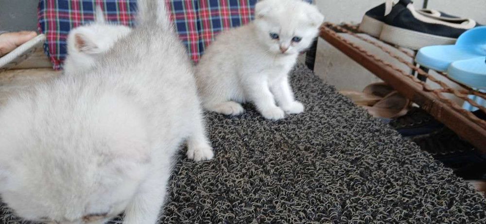 Yigit boshashganda toplarni tepadi