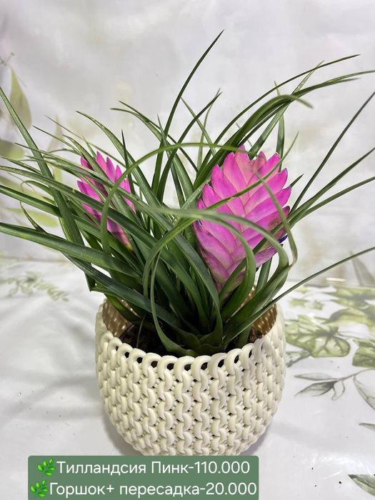 Сансевиерии разных сортов и размеров.