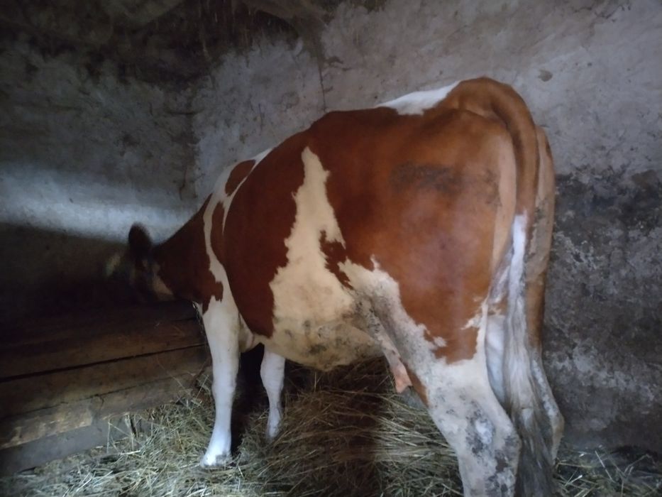 Vând vaca gestanta