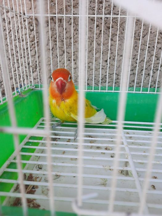 Бизнес килиш учун тайёр ишлаётган  Фишер самес попугай сотилади