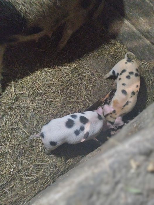 Продам поросят .