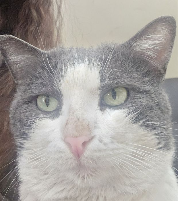 Взрослый кот ищет дом