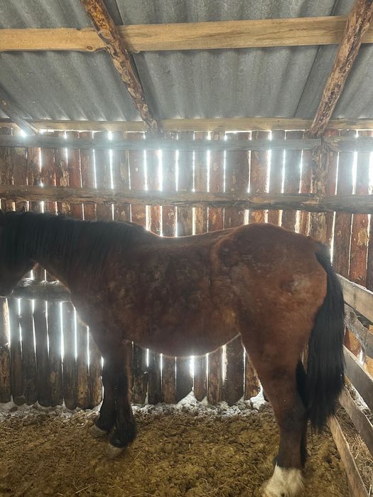 Продается Бие на откорме