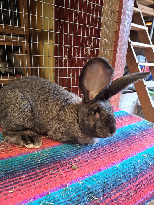 Vand iepuri urias german