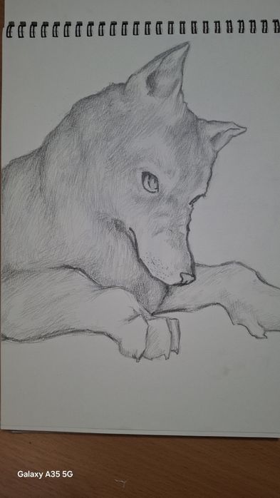 Рисунок волка на твёрдой бумаге.