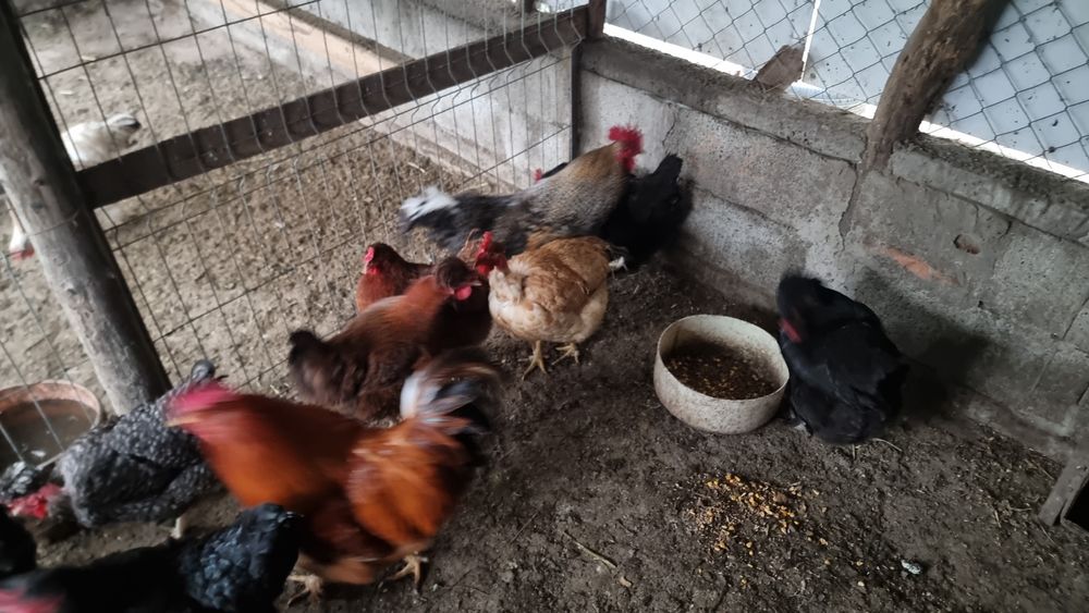 Vand sau schimb  cocosii cu gainii