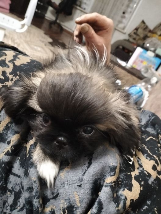 Продам щенков породы Пекинеса