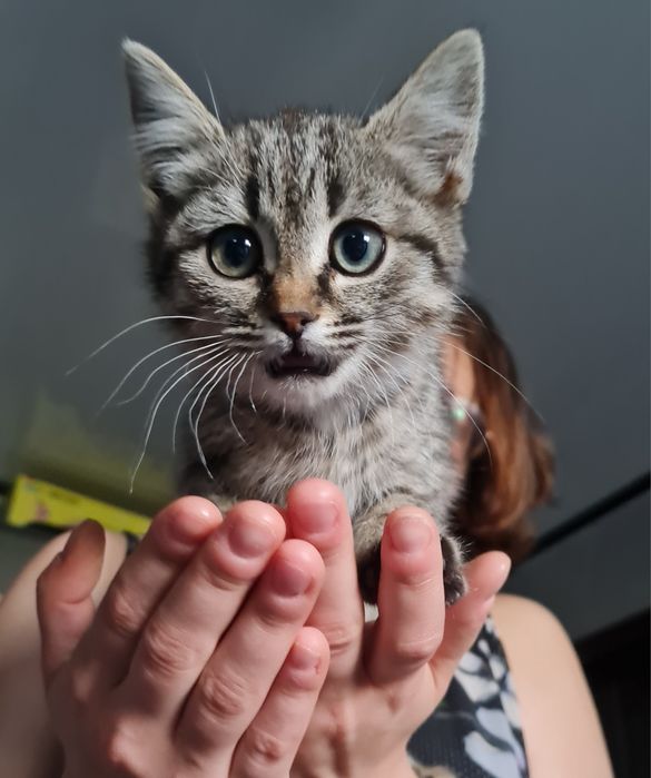 Котенок в добрые руки