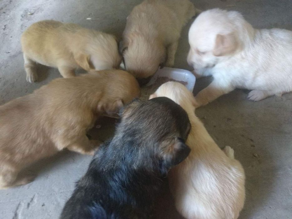 Щенок  в добрые руки