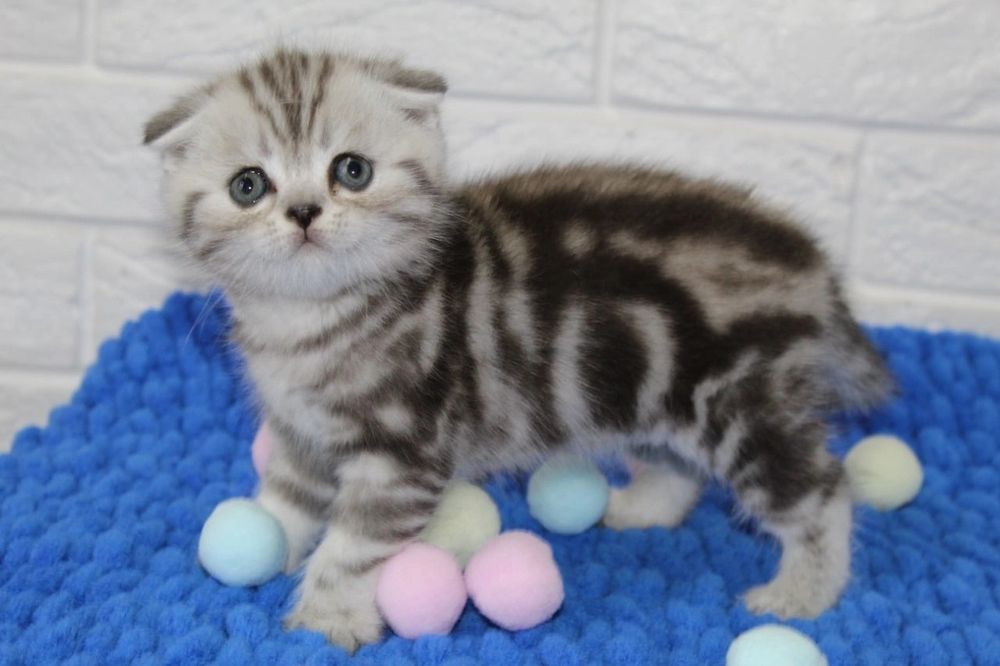 Шотландские вислоушки и прямоушки"