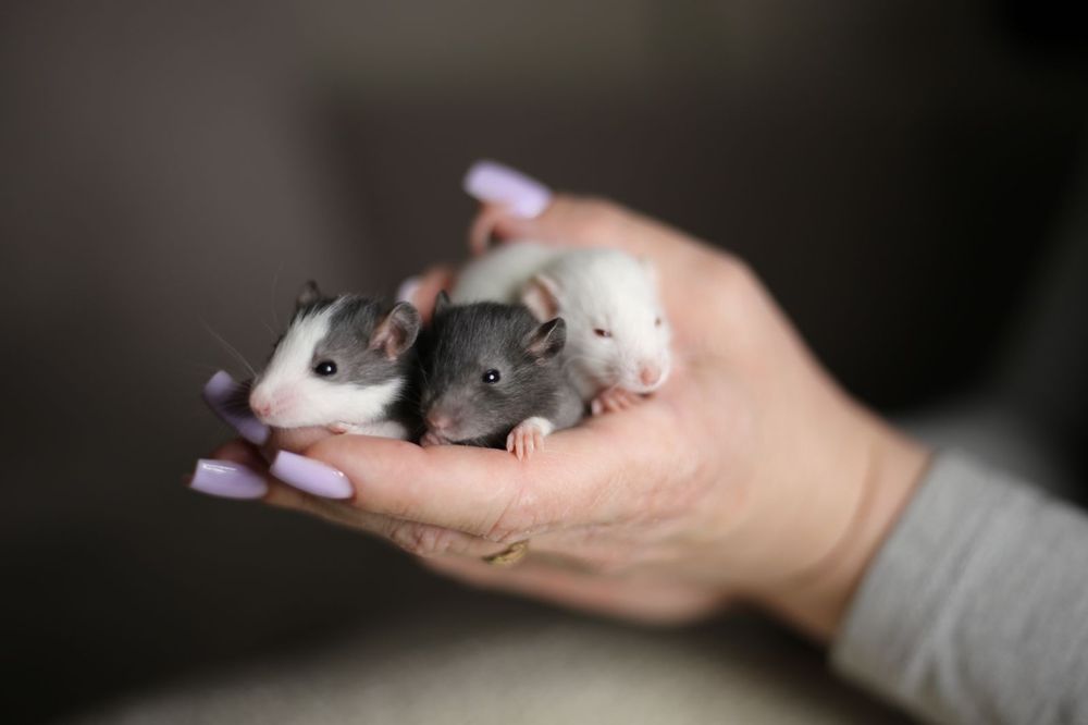 Декоративные крысы дамбо