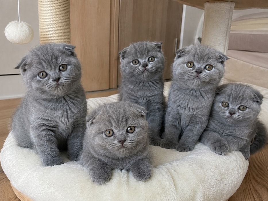 Продаются котята Фолд