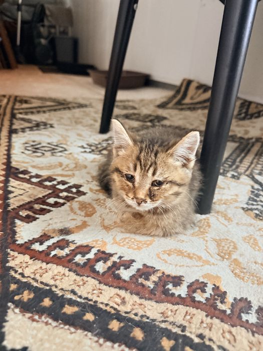 Отдам даром котенка