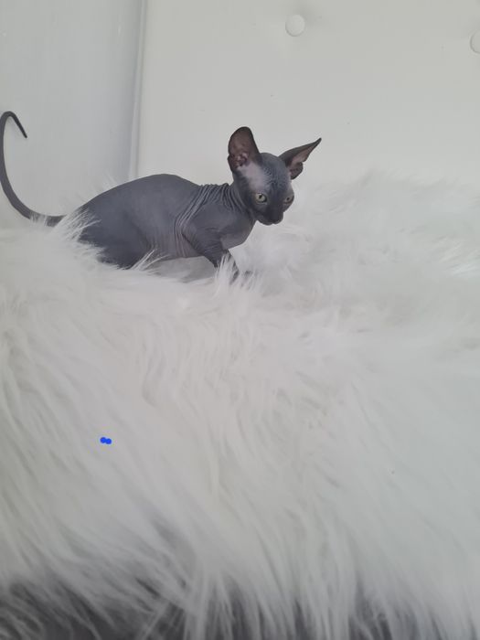 Pisicuta sphynx mascul  blue
