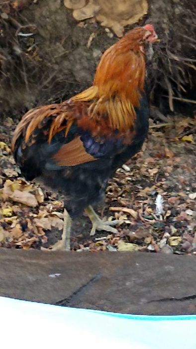 pereche de araucana gat auriu