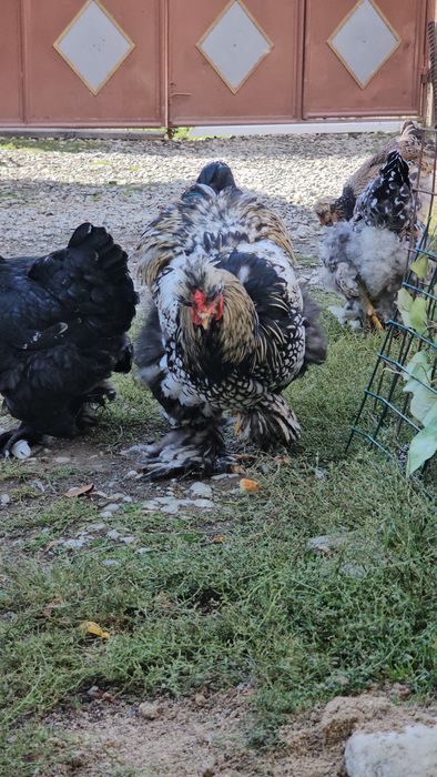 Cocosi  silver Laced