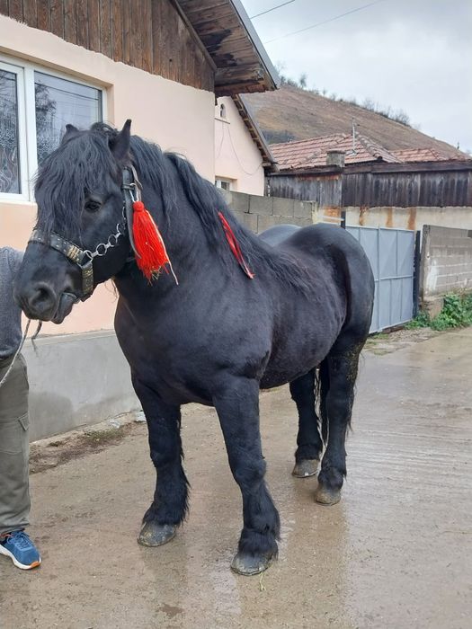 Armasar de monta ardenez