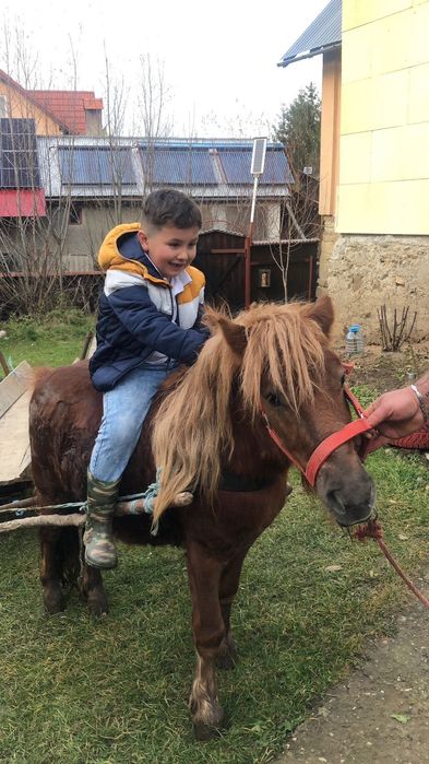 Vand ponei foarte cuminte