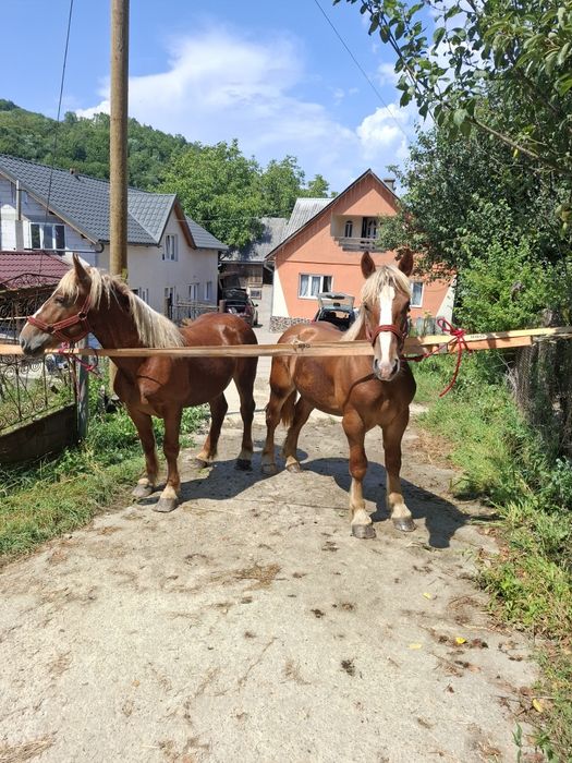 Vand sau schimb doi manzi