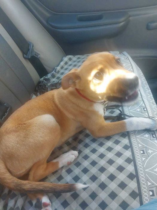 Щенку нужен дом!