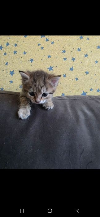 Отдам даром кошку и котят