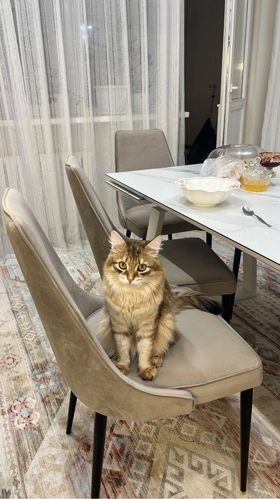 Ищем кошку на вязку с молодым котом