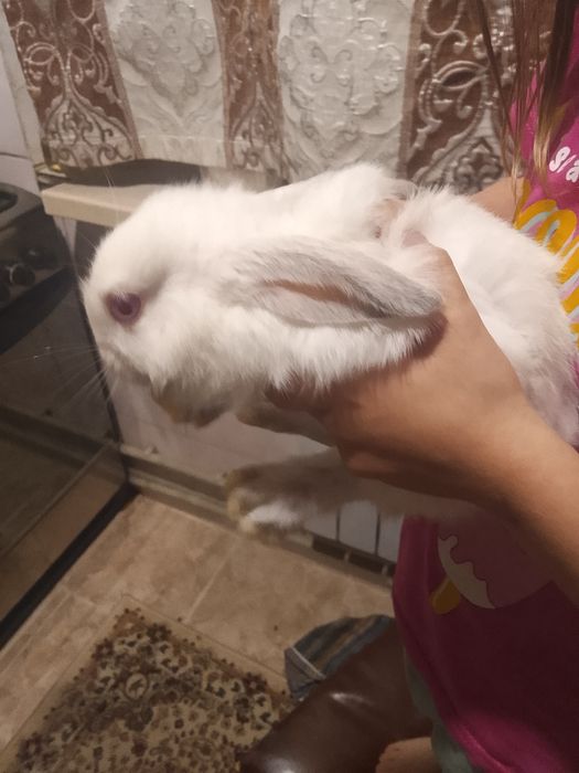 Маленькие симпатичные кролики