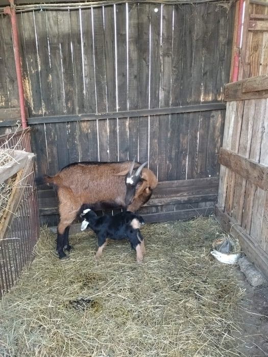 Capra la prima fătare