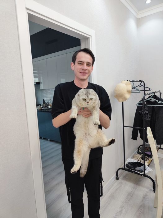 Серебристый шотландский вислоухий кот