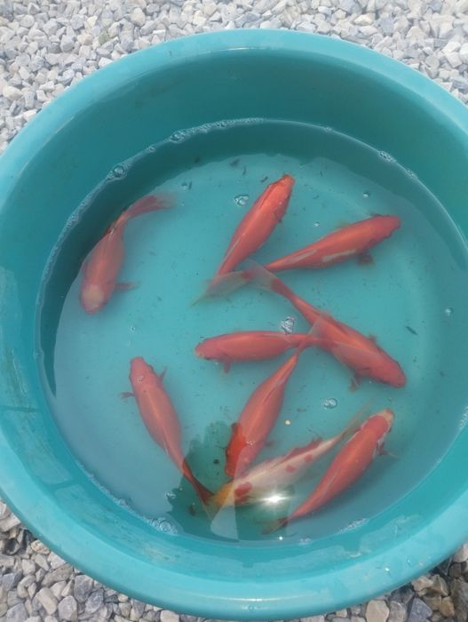 Crap koi butterfly