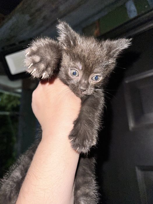 Котенок девочка 1,5 месяца