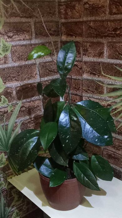 Продам. Хойя - Карноза.