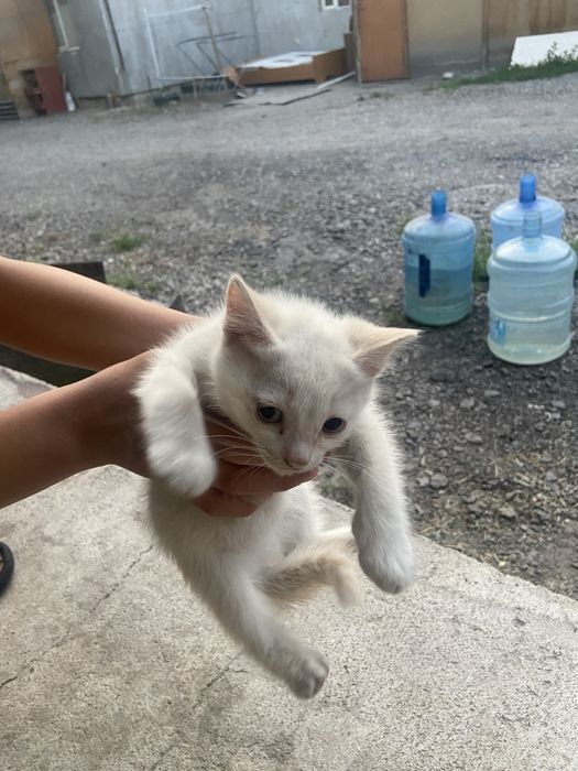 Отдам даром в хорошие руки