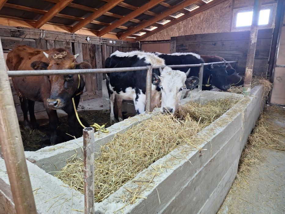 Ферма в 20 км от города Кокшетау