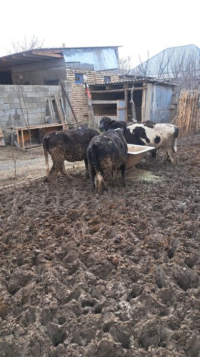 тана семіз жем жеп тұр