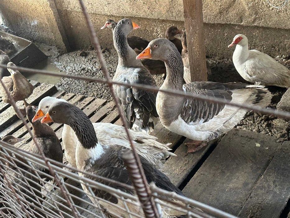 Animale de curte, pauni, gaini, gaste
