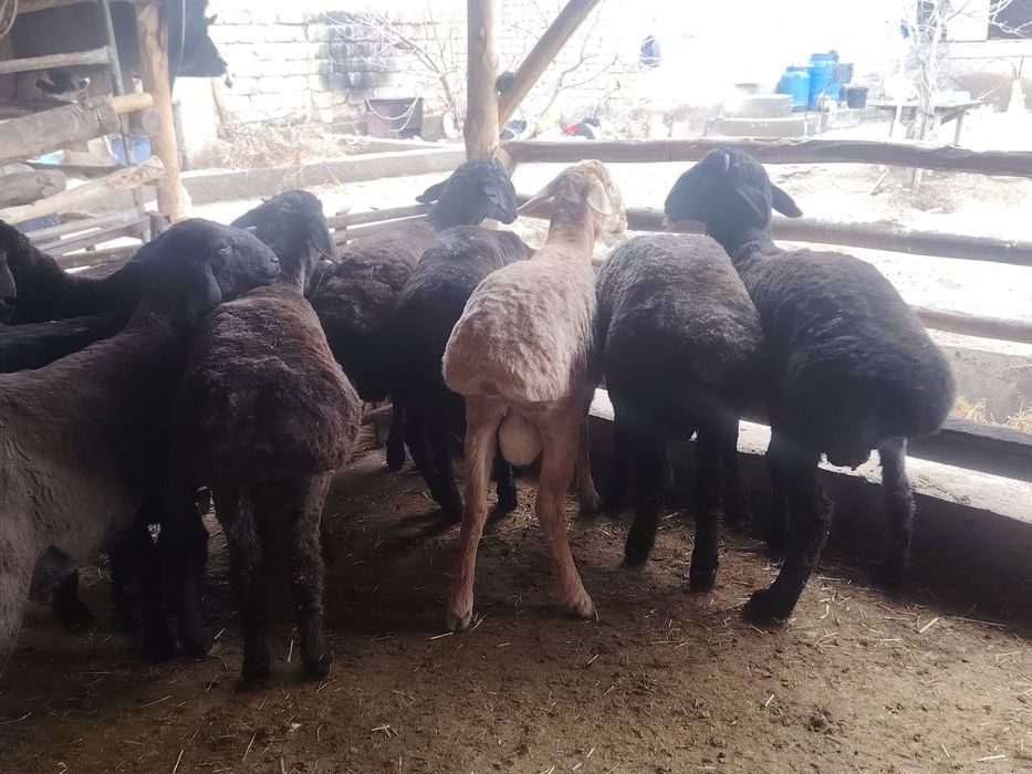 Асаломалекум кочкорлар сотилади 10 та