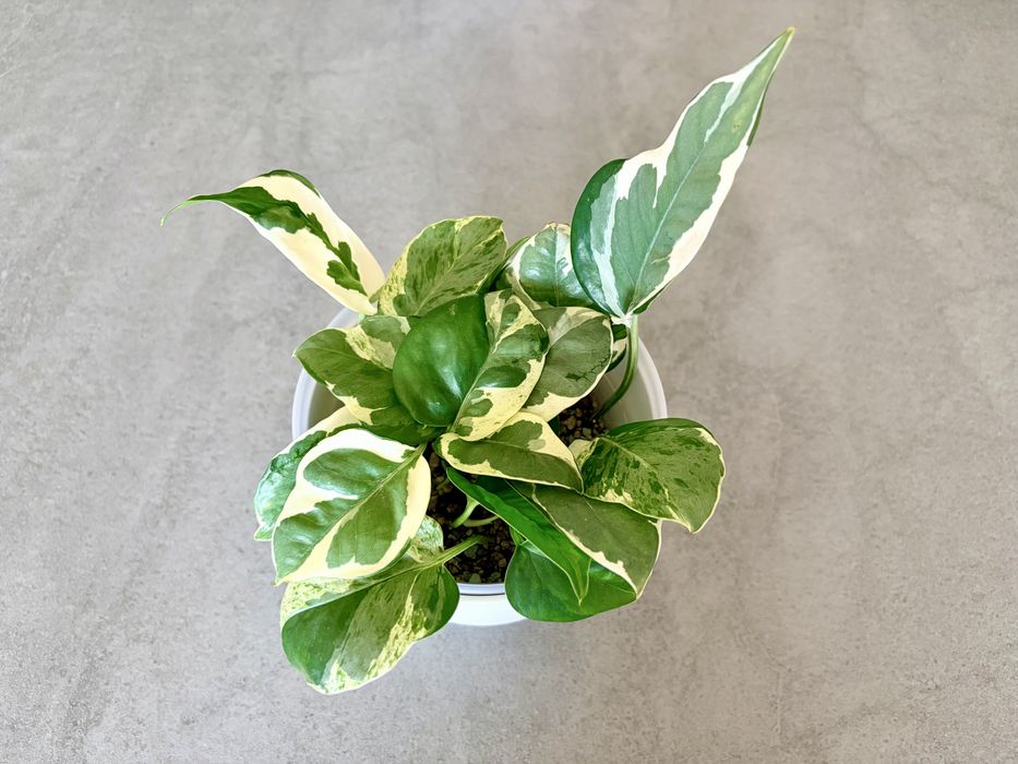 Plante Epipremnum in substrat Lechuza-pon