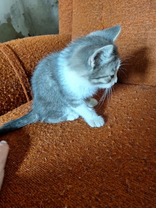 Отдам котят в хорошие руки