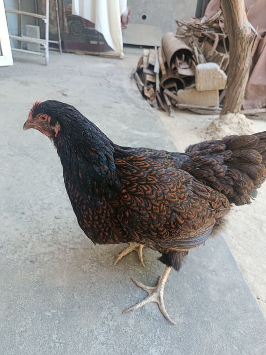 Barnaveldir sotiladi