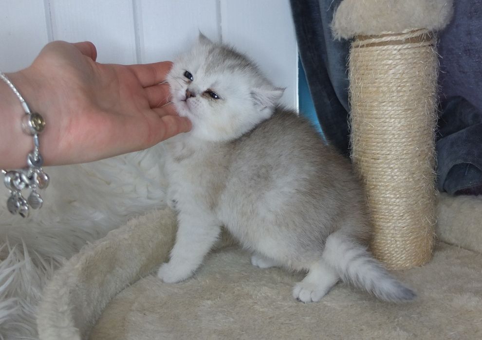 Британско коте сребърна чинчила