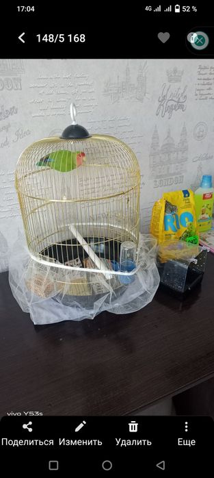Продам попугая Неразлучника!!!